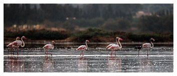 Flamant rose au Lac de Télamine