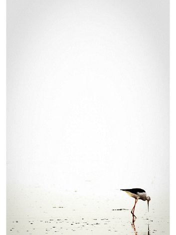 La jeune Cigogne du lac de Télamine